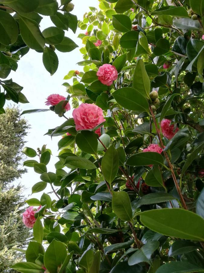 Villa Las Camelias Вильянуэва-де-Ароса Экстерьер фото